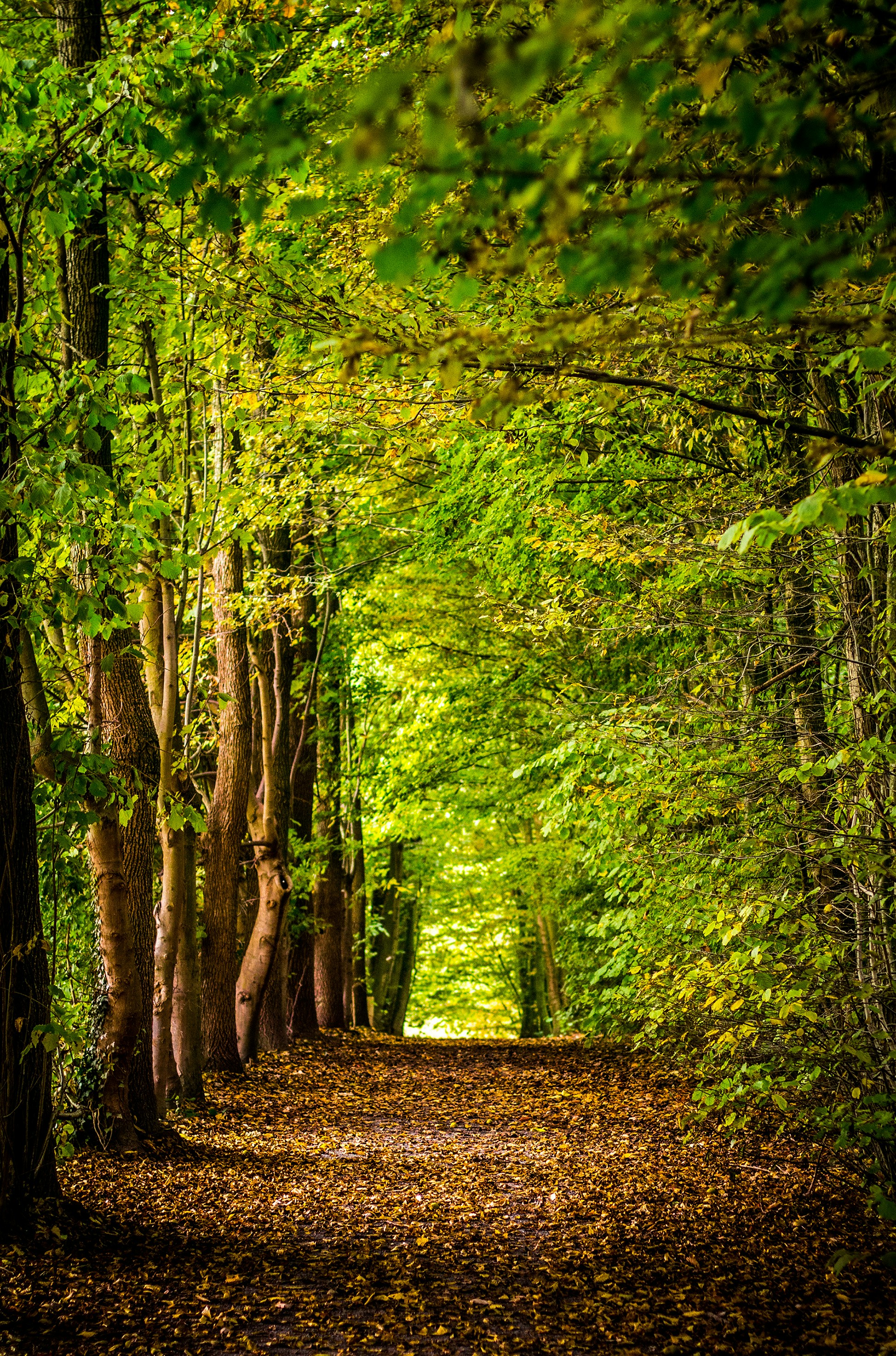 Waldweg im sanften Licht, umgeben von dichtem grünen Laub – eine ruhige Szene, die zur Entschleunigung und zum Innehalten einlädt.