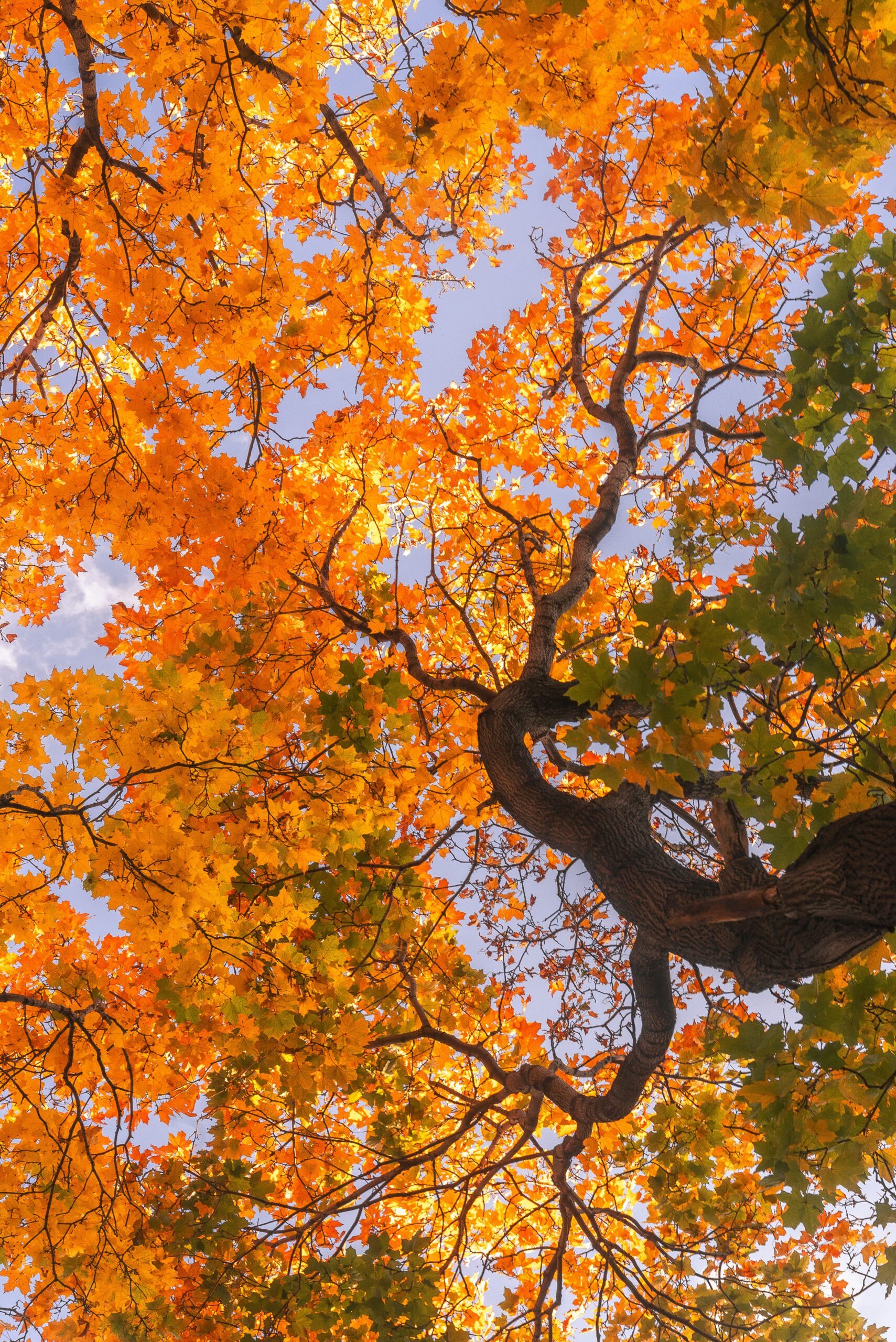Naturcoaching: Wie die Natur Dein Wohlbefinden stärkt