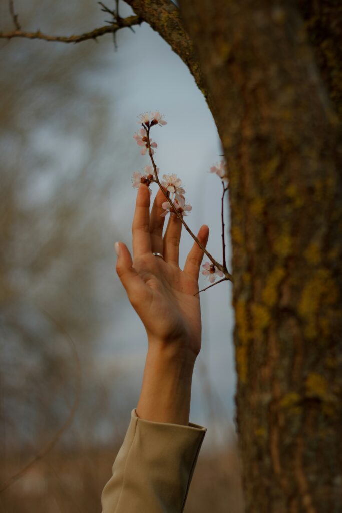 Hand berührt Blüten an einem Baumzweig.