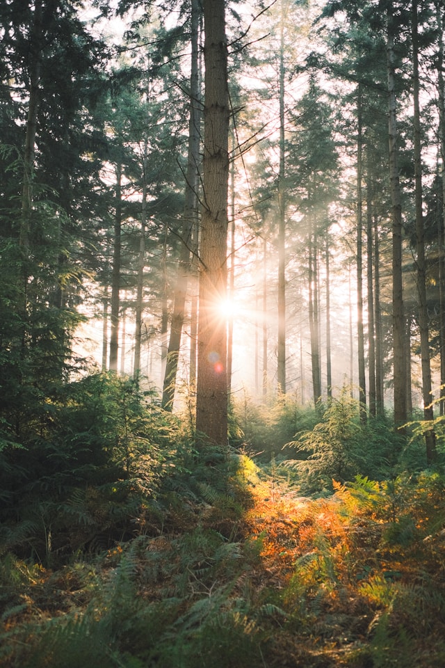 Sonnenstrahlen fallen durch hohe Kiefern in einem nebligen Wald und beleuchten das grüne Unterholz.