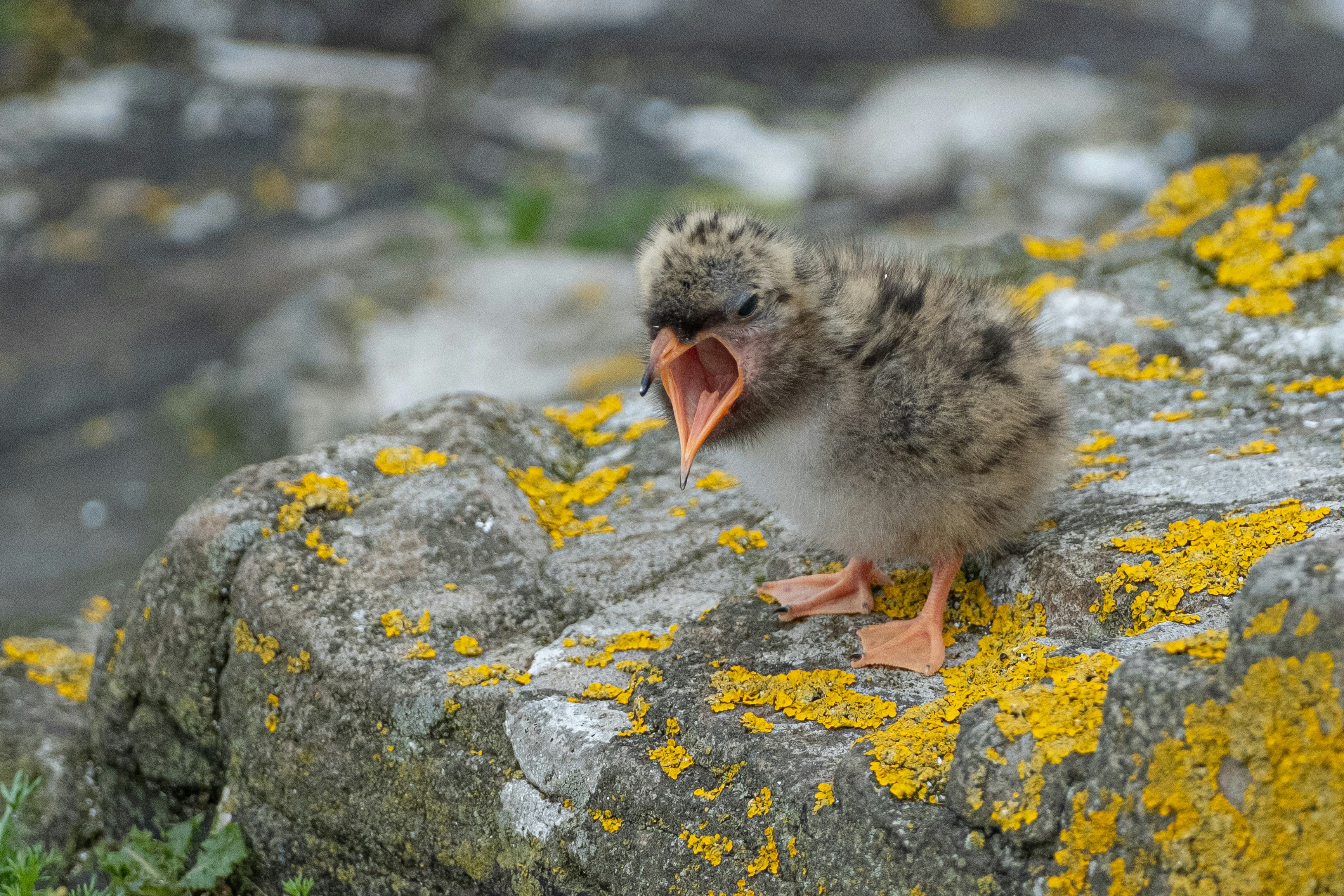 Schreiendes Vogelküken